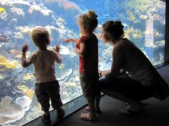 Les petits poissons dans l'eau..., juin 2012 Les petits poissons dans l'eau...