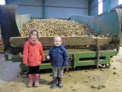 La livraison des pommes de terre, avr. 2013 La livraison des pommes de terre